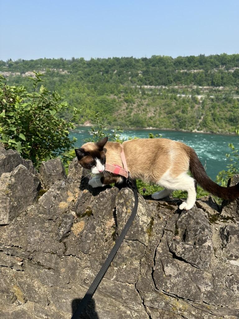 Willow exploring Niagara Falls