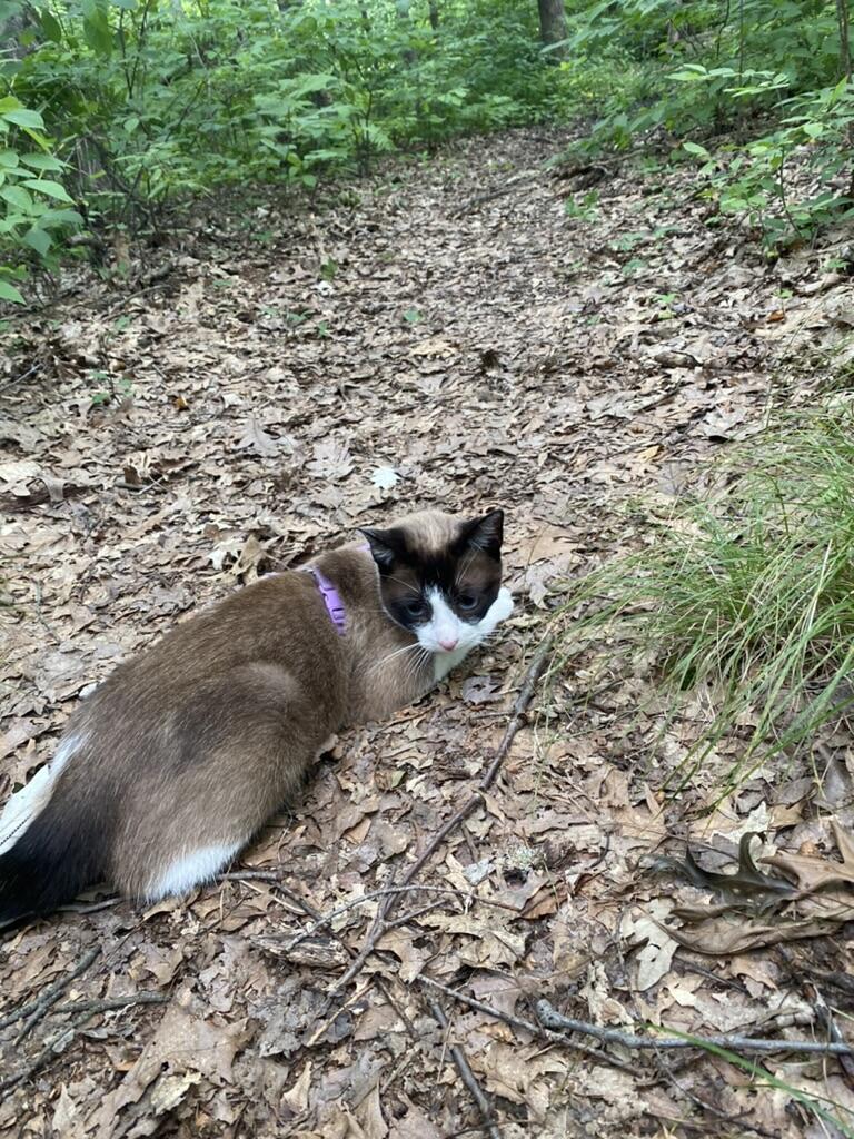 Willow adventuring on the trail